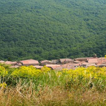 Bosque de la Pedrosa, Brañosera Bosque de la Pedrosa