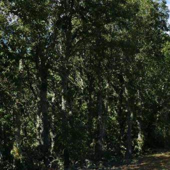 Senda del Oso Senda del Oso