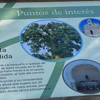 Quejigar de Hérmedes Quejigar de Hérmedes