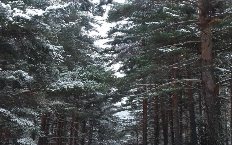 Sendero en el Pinar de Velilla del Río Carrión bajo la nieve