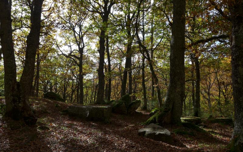 Bosque de la Pedrosa, Brañosera