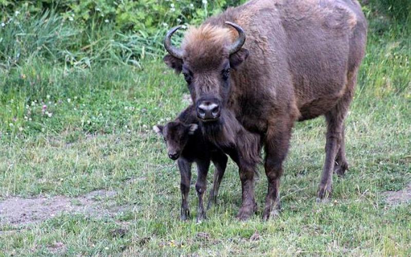 Reserva y Centro de Interpretación del Bisonte Europeo