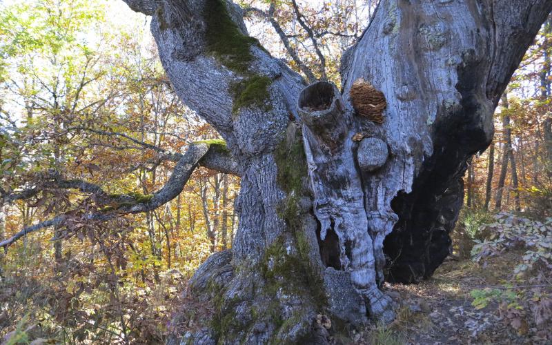 Roble en la Senda el Roblón de Estalaya, Estalaya