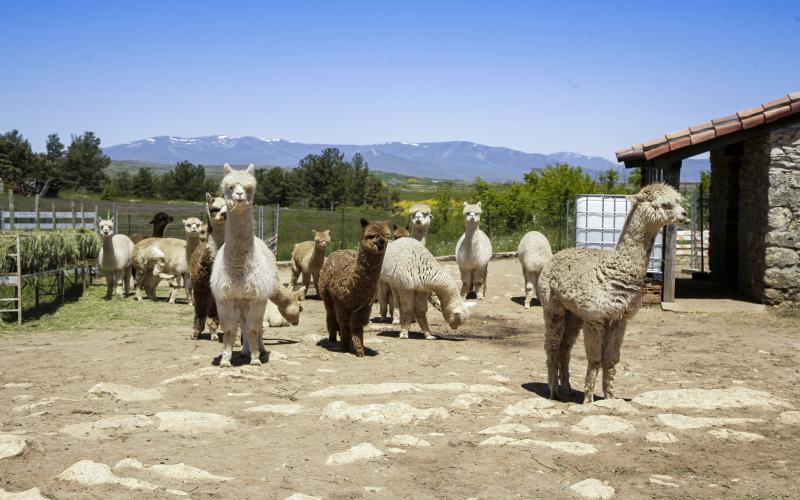 Granja de Alpacas en Revilla de Pomar