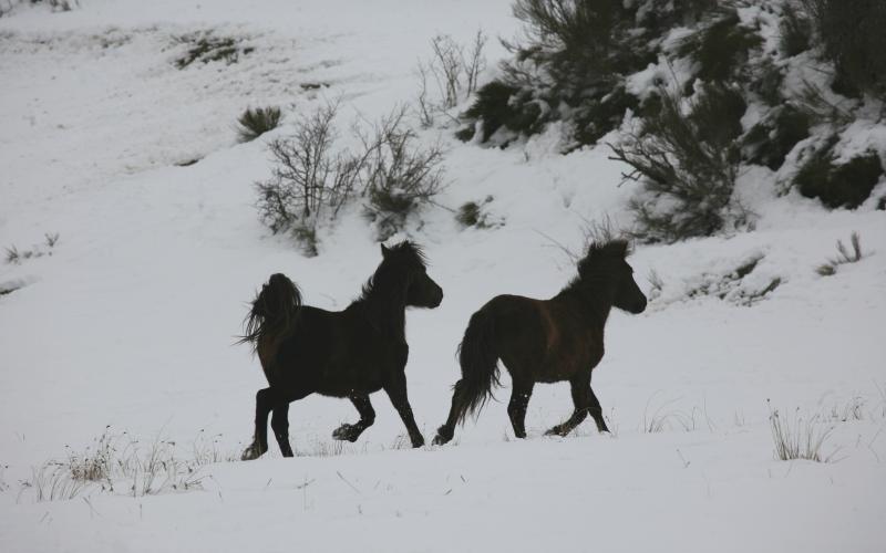 Reserva y Centro de Interpretación del Bisonte Europeo