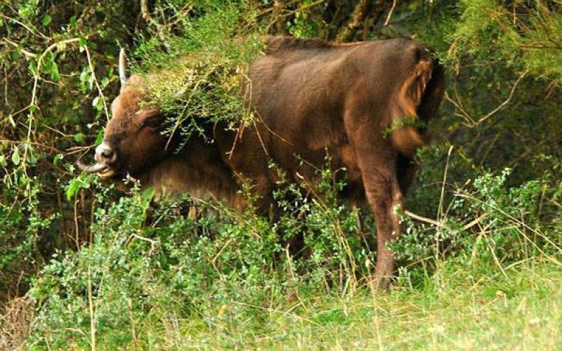 Reserva y Centro de Interpretación del Bisonte Europeo