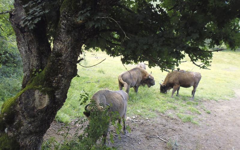 Reserva y Centro de Interpretación del Bisonte Europeo