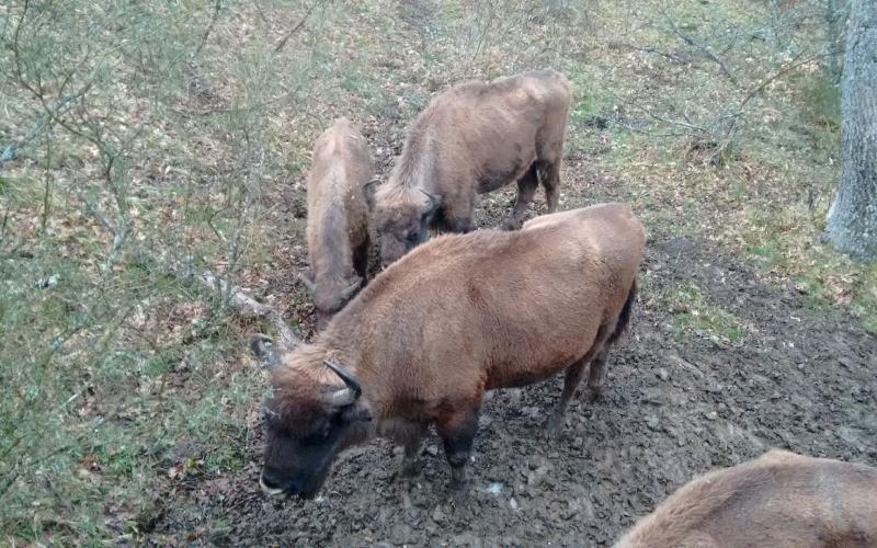 Reserva y Centro de Interpretación del Bisonte Europeo