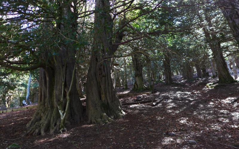 Bosque de tejos, Tejeda de Tosande