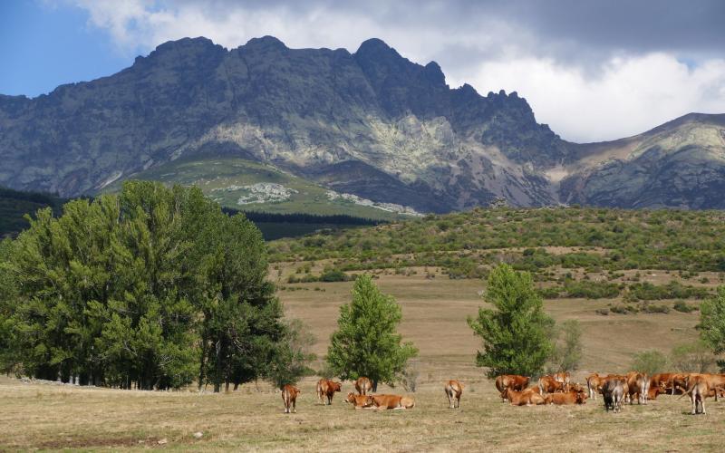 Curavacas desde Triollo