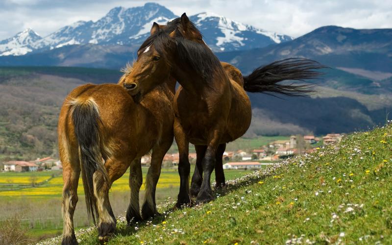 Un abrazo en Arbejal entre caballos