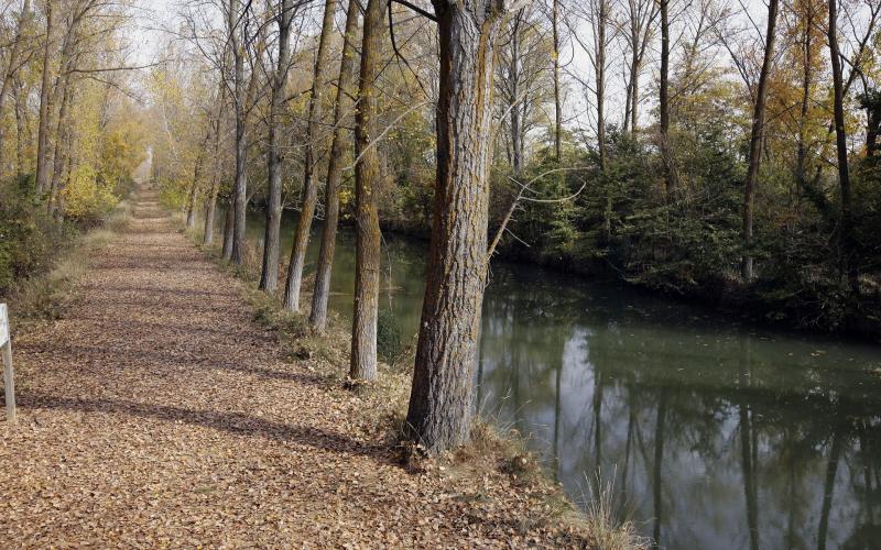 Canal de Castilla, Ramal de Campos 